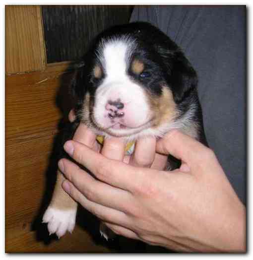 486x499 pixels (81K)