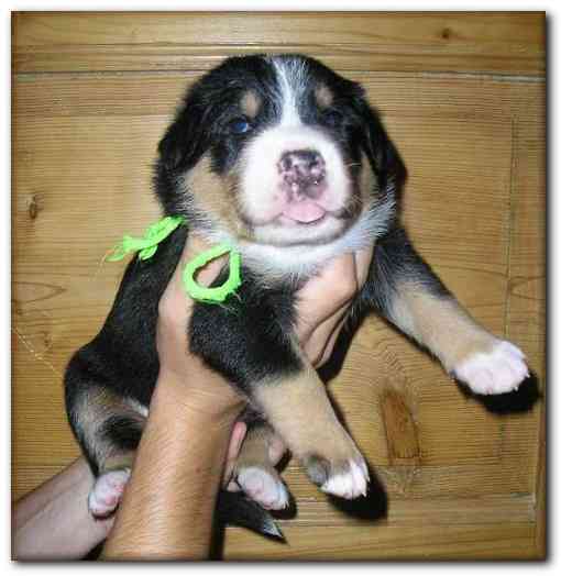 486x499 pixels (105K)