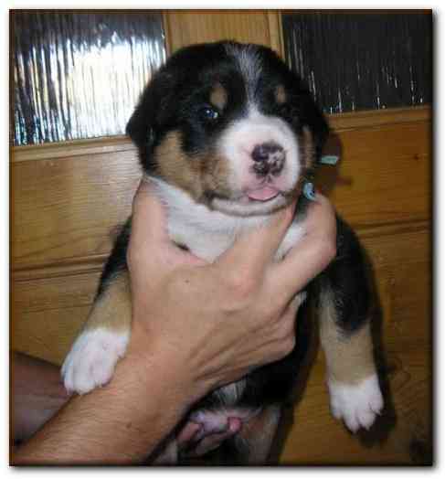 463x499 pixels (81K)