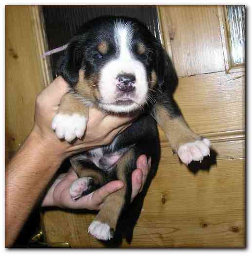 493x499 pixels (101K)