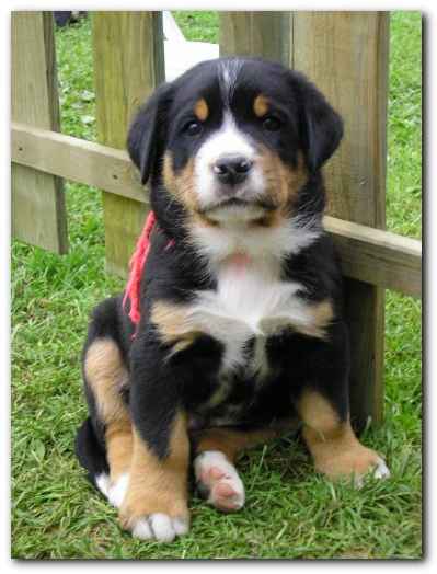 375x499 pixels (95K)