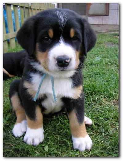 375x499 pixels (98K)