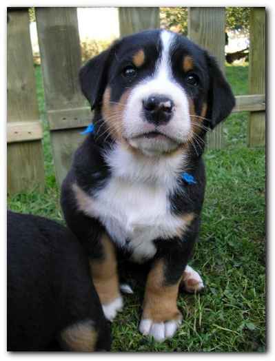 375x499 pixels (86K)