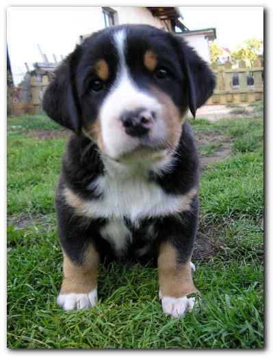 375x499 pixels (98K)