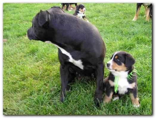 500x374 pixels (104K)