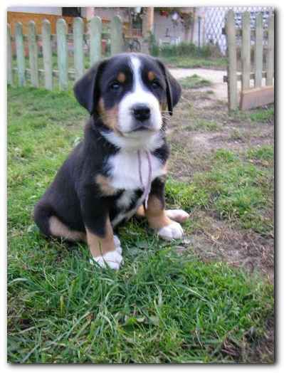 375x499 pixels (109K)