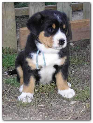 375x499 pixels (100K)