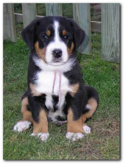 375x499 pixels (97K)