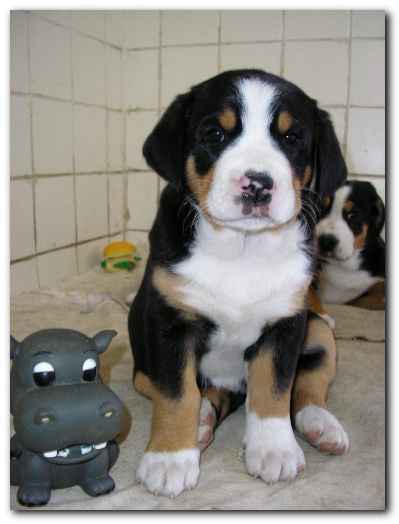 375x499 pixels (68K)