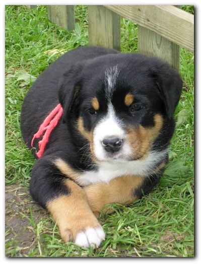 375x499 pixels (105K)