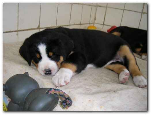 500x374 pixels (64K)