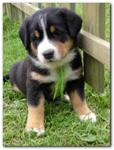 375x499 pixels (88K)